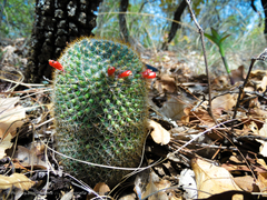 Mammillaria flavicentra