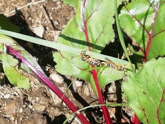 Bembecia ichneumoniformis