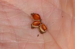 Dodonaea bursariifolia