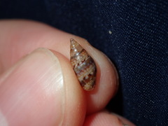 Pseudamycla dermestoidea