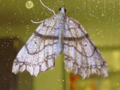 Chalastra pellurgata