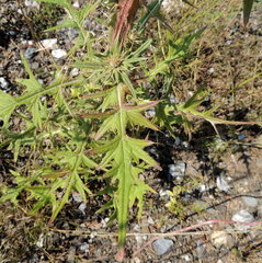 Cirsium vulgare vulgare
