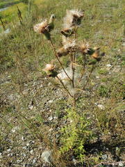 Cirsium vulgare vulgare