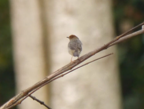 Chattering Cisticola (Cisticola anonymus), photo 9