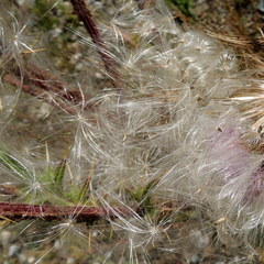 Cirsium vulgare vulgare