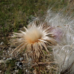 Cirsium vulgare vulgare