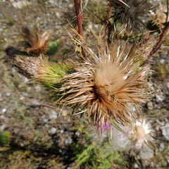 Cirsium vulgare vulgare