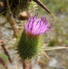 Cirsium vulgare vulgare