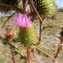 Cirsium vulgare vulgare