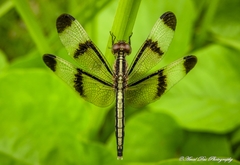 Neurothemis tullia
