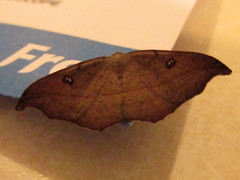 Sarisa muriferata