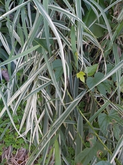Arundo donax versicolor