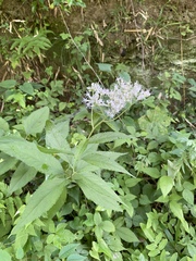 Eupatorium makinoi