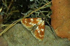Epascestria pustulalis