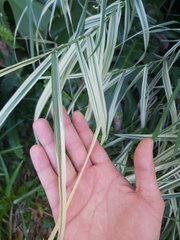 Arundo donax versicolor