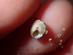 Eurytrochus strangei