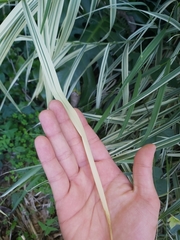 Arundo donax versicolor