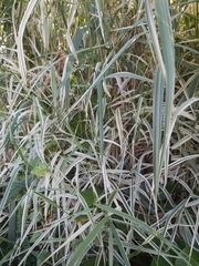 Arundo donax versicolor