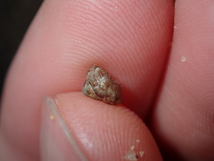 Eurytrochus strangei