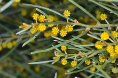 Acacia rigens