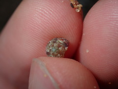 Eurytrochus strangei