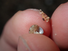 Eurytrochus strangei