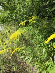Solidago gigantea