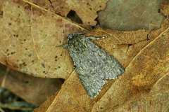 Acronicta euphorbiae