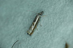 Platytes alpinella