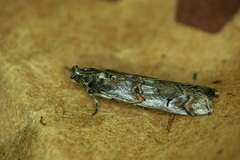 Pempelia palumbella