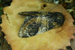 Notodonta tritophus