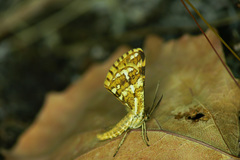 Narraga fasciolaria