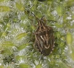Trichopepla atricornis