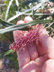 Grevillea longifolia