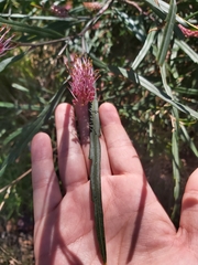 Grevillea longifolia