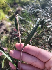 Grevillea longifolia