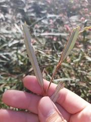 Grevillea longifolia