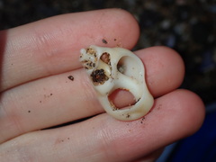 Cymatiidae