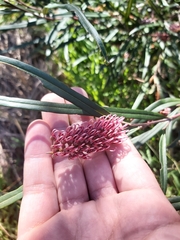 Grevillea longifolia