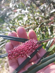 Grevillea longifolia