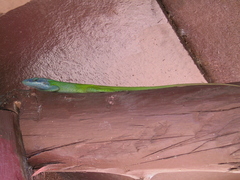 Anolis allisoni
