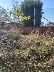 Grevillea longifolia