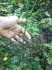Hieracium umbellatum filifolium