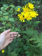 Hieracium umbellatum filifolium