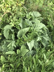 Armoracia sisymbrioides