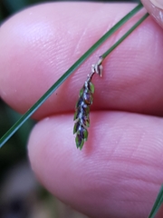 Cyperus tetraphyllus