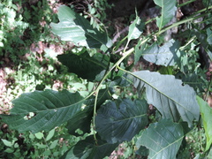 Quercus aliena
