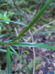 Cyperus tetraphyllus