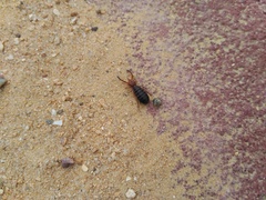 Gluvia dorsalis