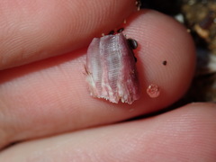 Megabalanus